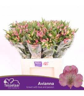 Alstromeria Avianna