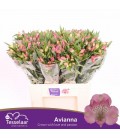 Alstromeria Avianna