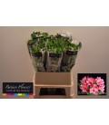 Alstromeria Intenz Pink