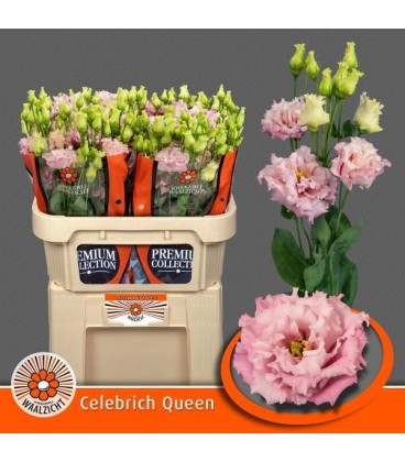 Lisianthus Celeb Queen 