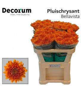 Chrysantheme G Bellavista 70 cm