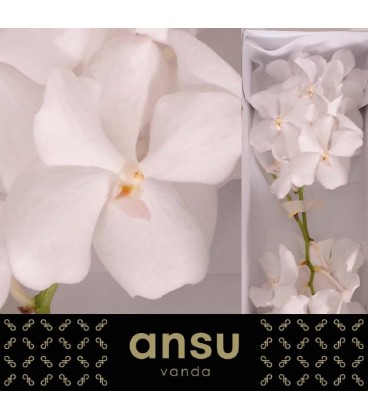 Vanda Kan Ansu No1 x16