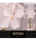 Vanda Kan Ansu No1 x16