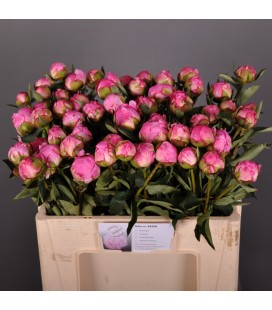 Pivoine Dr Flemming 50 Cm