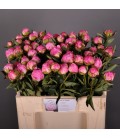 Pivoine Dr Flemming 60 Cm