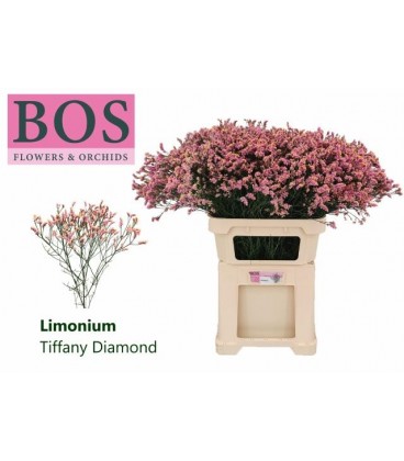 Limonium Tiffany Diam