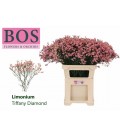 Limonium Tiffany Diam 70 cm