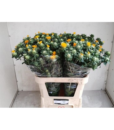 Carthamus zamzibar 80 cm