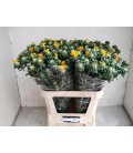 Carthamus zamzibar 80 cm