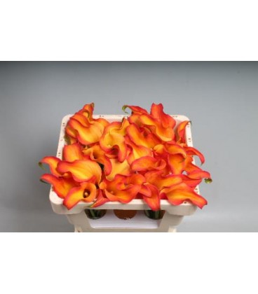 Calla Callista 50 cm
