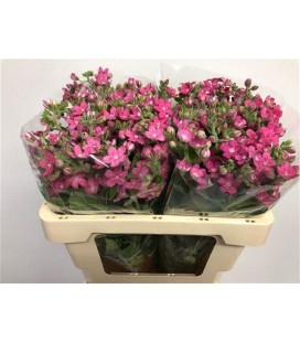Oxypetalum 50 cm Rose