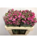 Oxypetalum 50 cm Rose