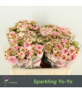 Rose Branchue Sparkling yoyo 50 cm