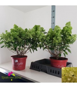 Hortensia paniculata pot de 17 h 50