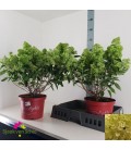 Hortensia paniculata pot de 29 h 70