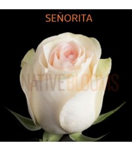 Rose Senorita equateur 50cm