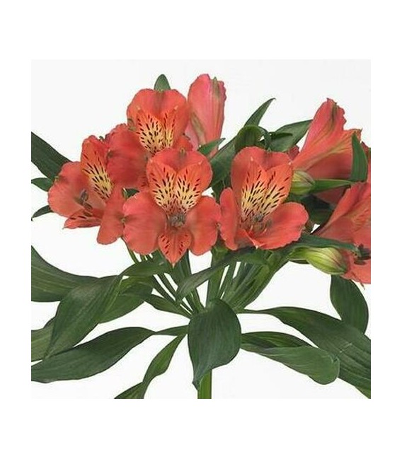 Alstromeria intenz Salmon 