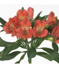 Alstromeria intenz Salmon 