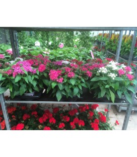 Pentas pot de 13  FR