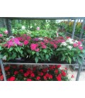 Pentas pot de 13  FR