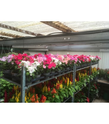 Vinca pot de 13 FR