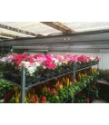 Vinca pot de 13 FR