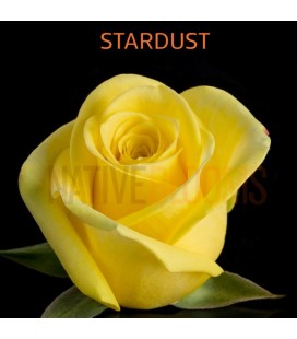 Rose Equateur  Stardust 50 cm x25