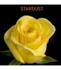 Rose Equateur  Stardust 60 cm x25
