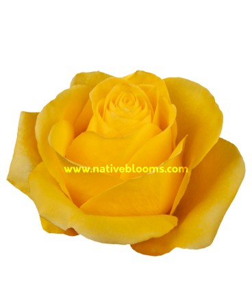 Rose Equat Brighton 60 cm x 12