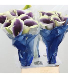 Calla Capt Ranomi 60 cm