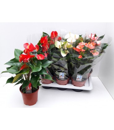 Anthurium mix pot de 17