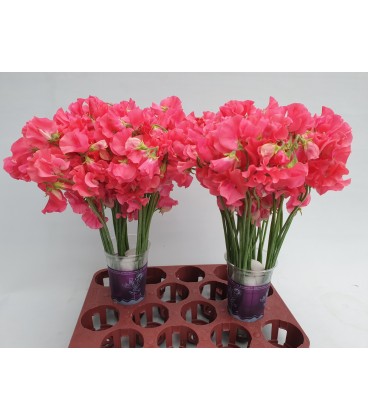 Pois senteur coral 35 cm