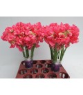 Pois senteur coral 40 cm