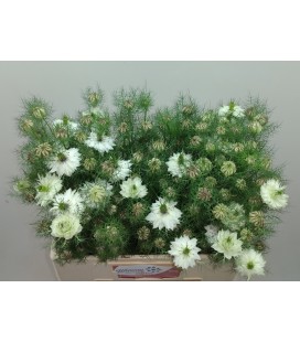 Nigelle Blanche 60 cm ( la botte)