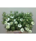 Nigelle Blanche 50 cm ( la botte)