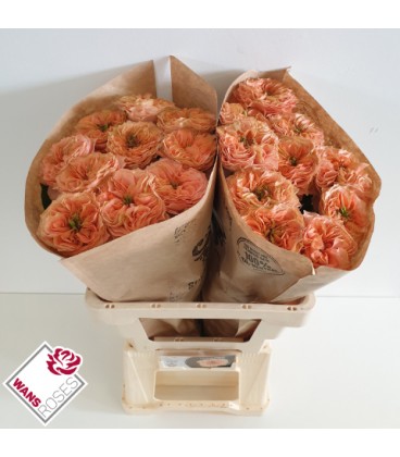 Rose Living Coral 50 cm