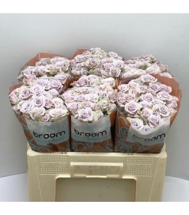 Rose Branchue Silver Shadow 50 cm