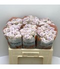 Rose Branchue Silver Shadow 50 cm