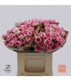 Rose Branchue Kate Lynn 40 cm