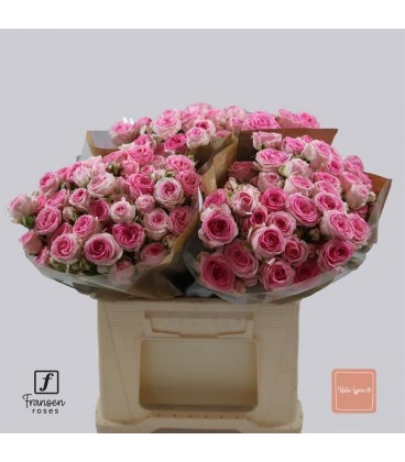 Rose Branchue Kate Lynn 40 cm
