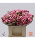 Rose Branchue Kate Lynn 40 cm