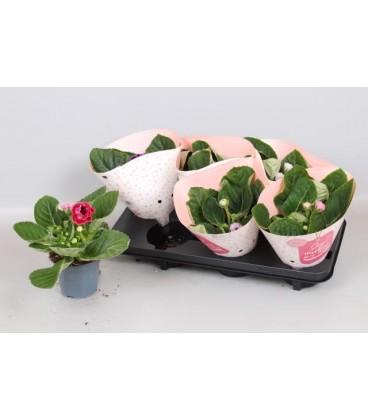 Gloxinia mix pot de 12