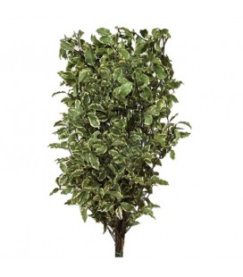 Pittosporum negra petite feuille 