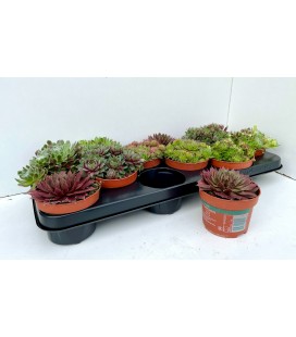 Sempervivum ov Ø 12