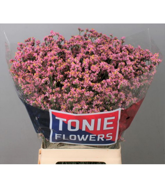 Limonium Sin Anouchka 70 cm