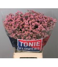 Limonium Sin Anouchka 65 cm