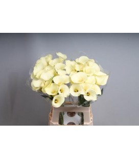 Calla Snowstar 70 cm