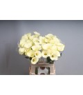 Calla Snowstar 65 cm