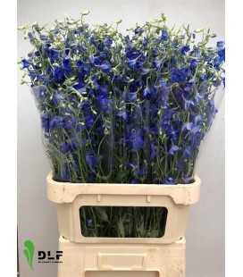 Delphinium Wolkerfried 80 cm