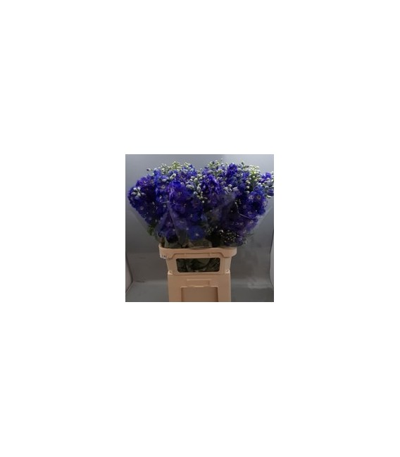 Delphinium Guard Blue 90 cm